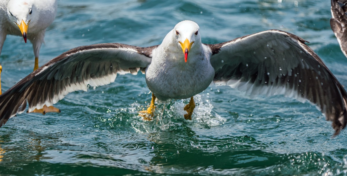 Belcher's Gull - ML646924393