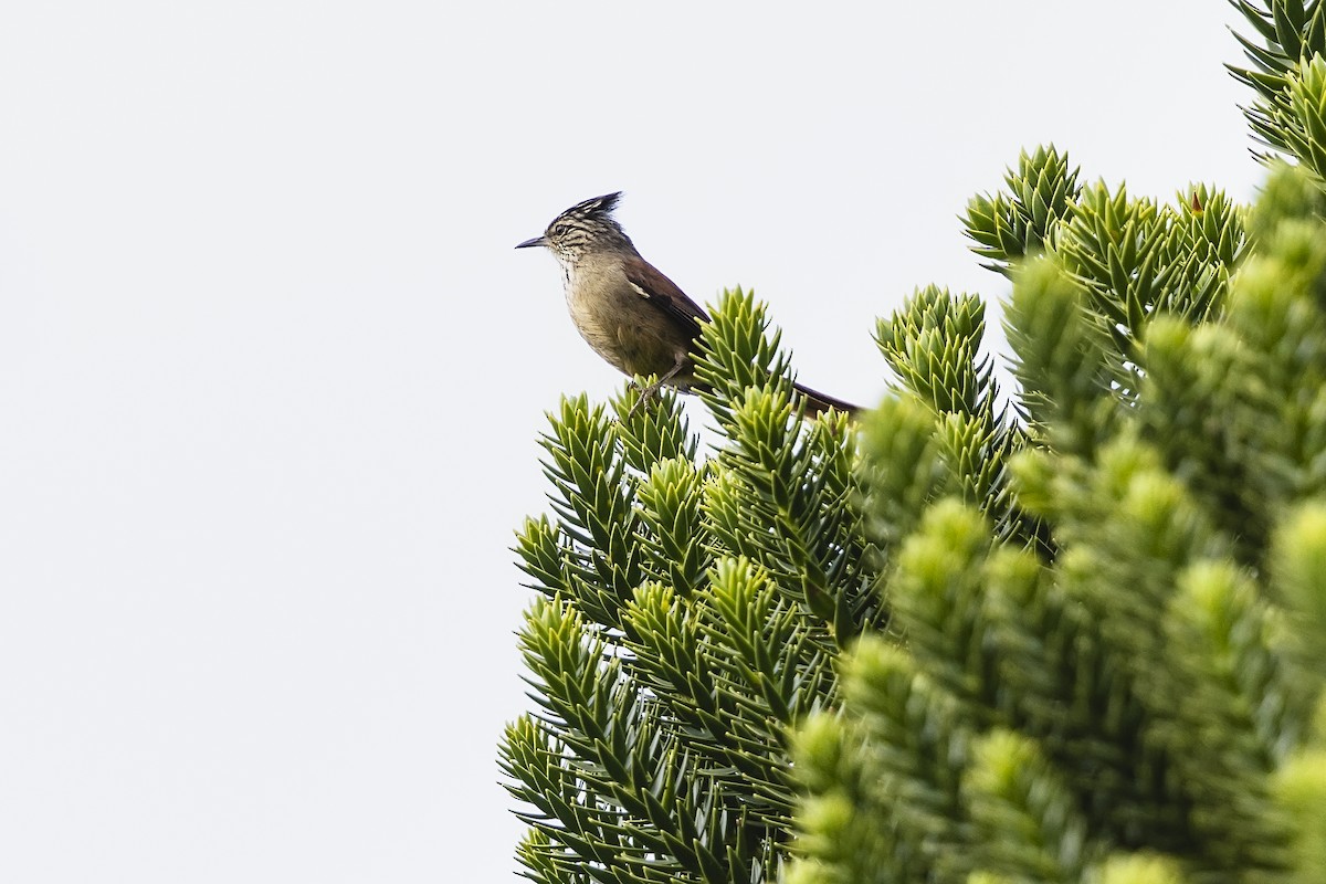 Araucaria Tit-Spinetail - ML646924395