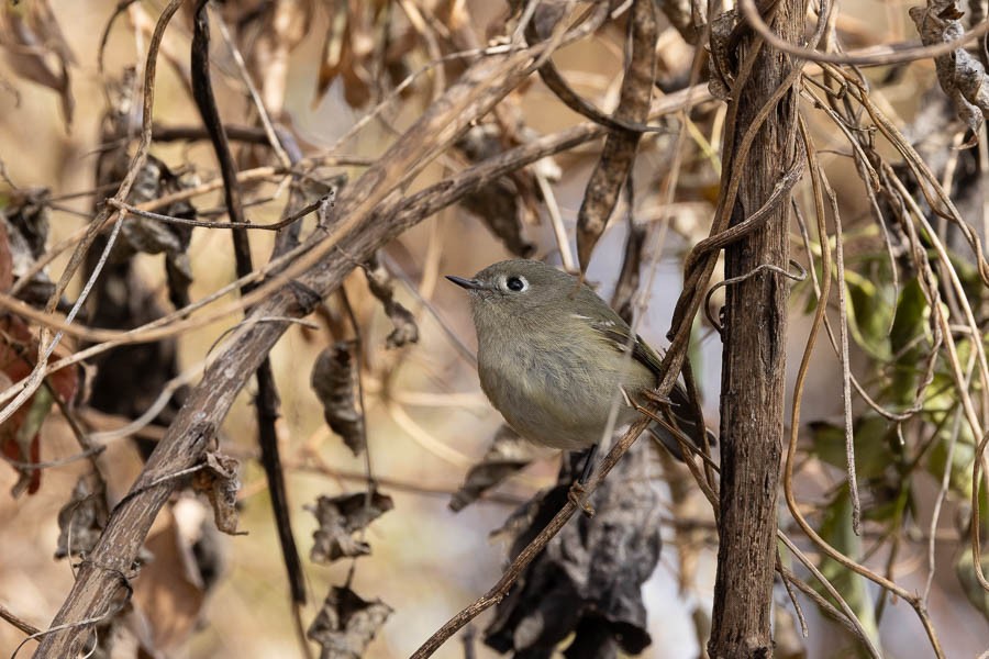 Ruby-crowned Kinglet - ML646924396
