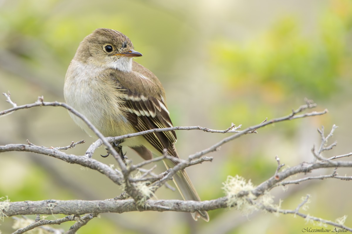 White-crested Elaenia - ML646924421