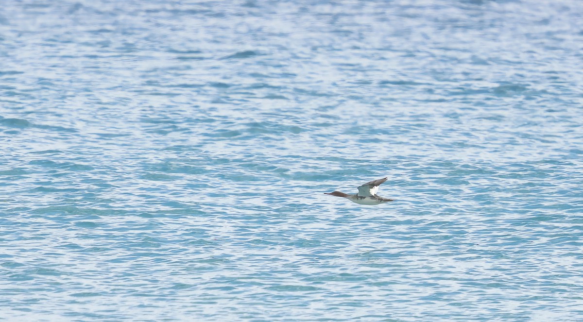 Крех середній - ML646924422