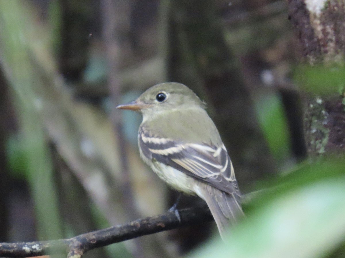 Moucherolle vert - ML646924424