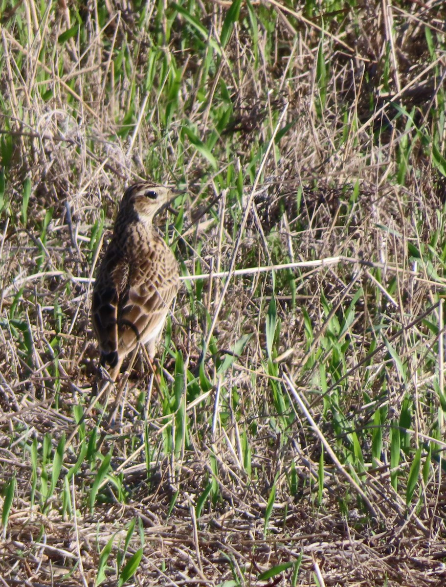 Eurasian Skylark - ML646924426