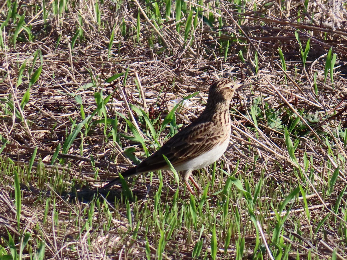Eurasian Skylark - ML646924427