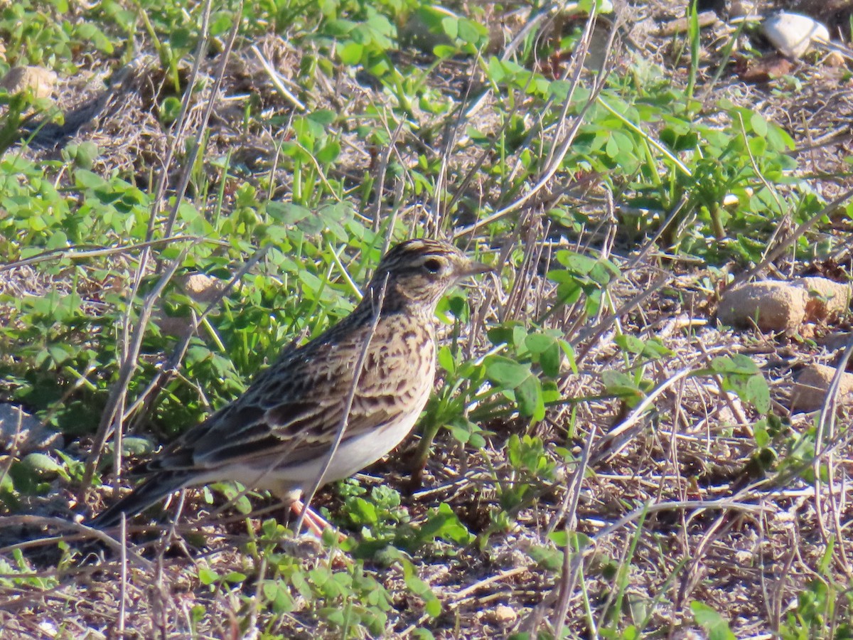 Eurasian Skylark - ML646924428