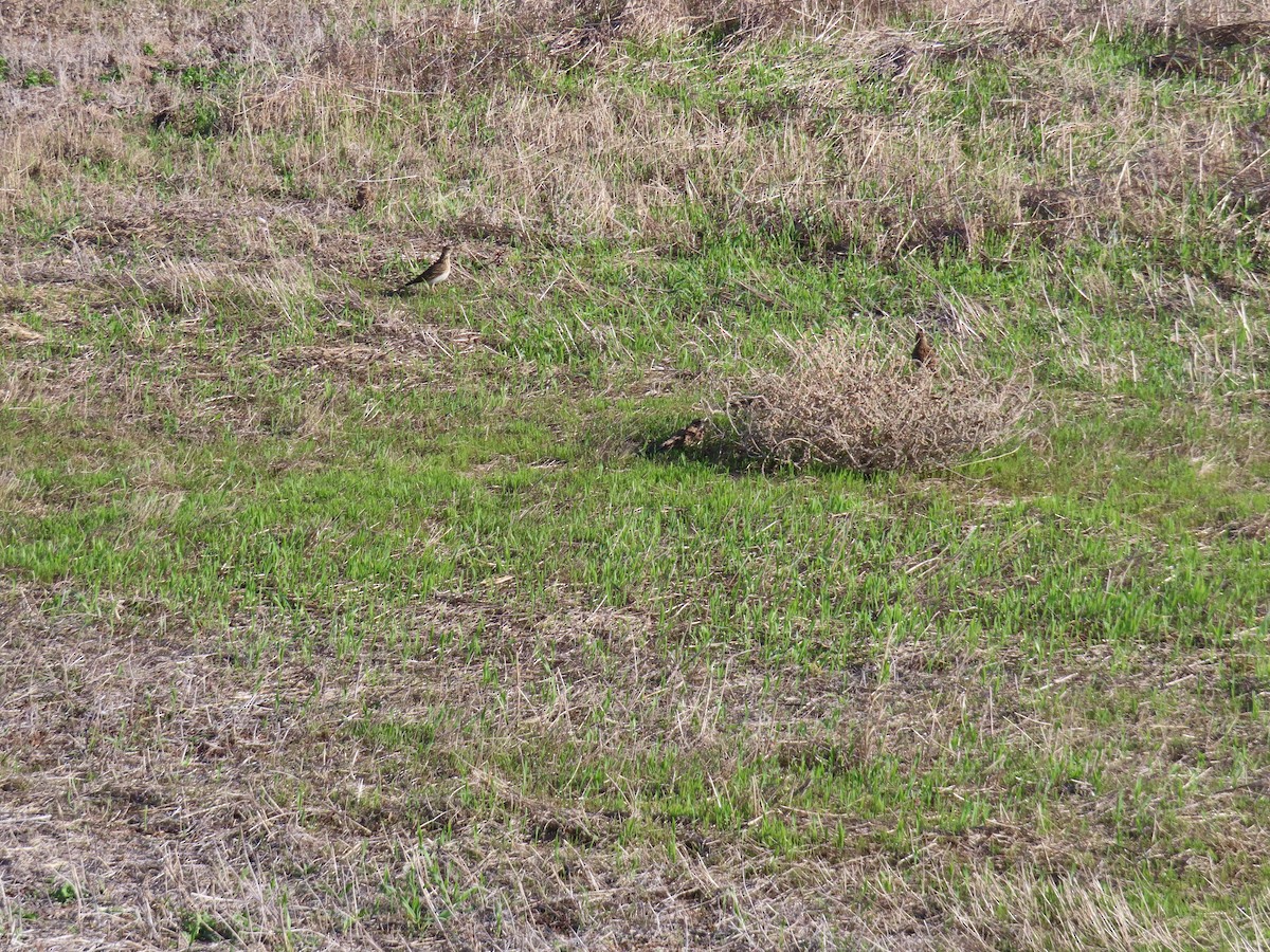 Eurasian Skylark - ML646924432