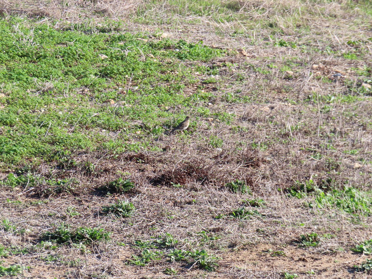 Eurasian Skylark - ML646924433