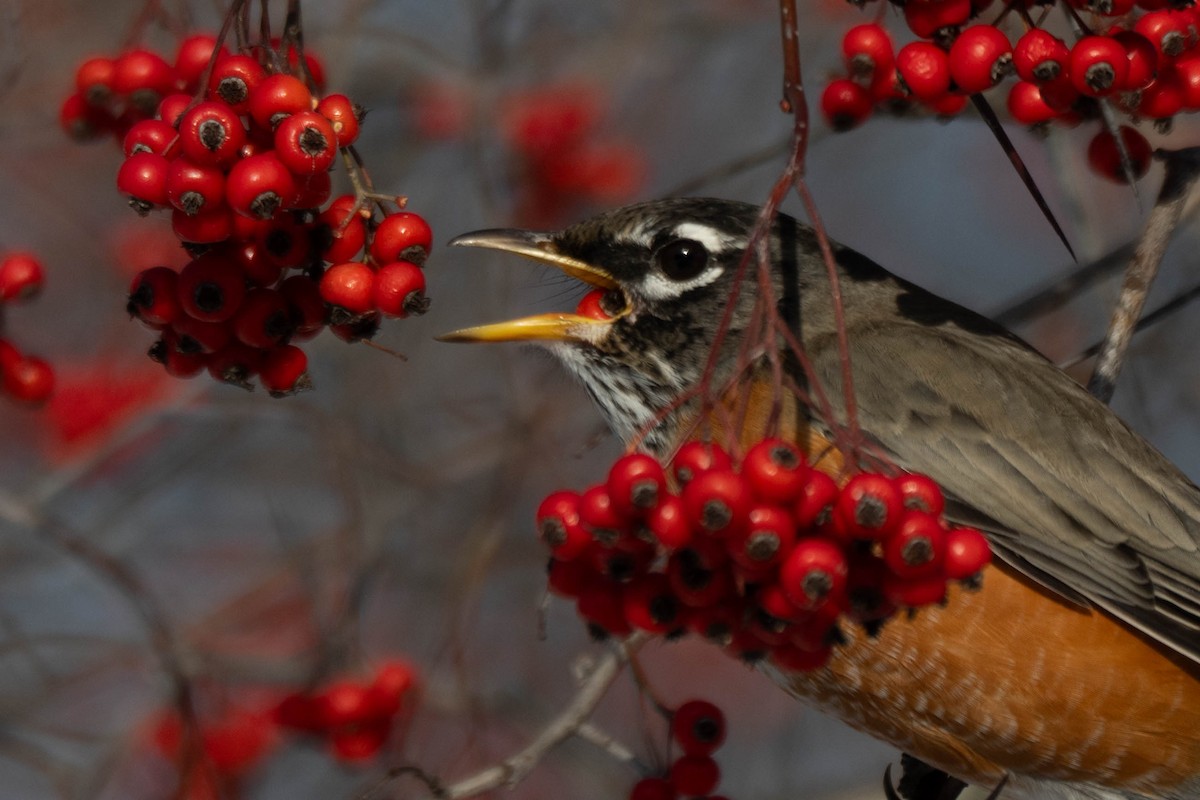 Zorzal Americano - ML646924434