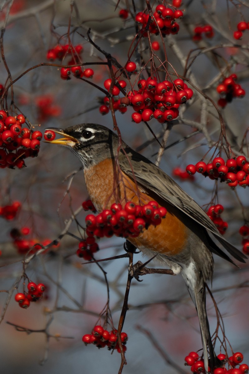 Zorzal Americano - ML646924435