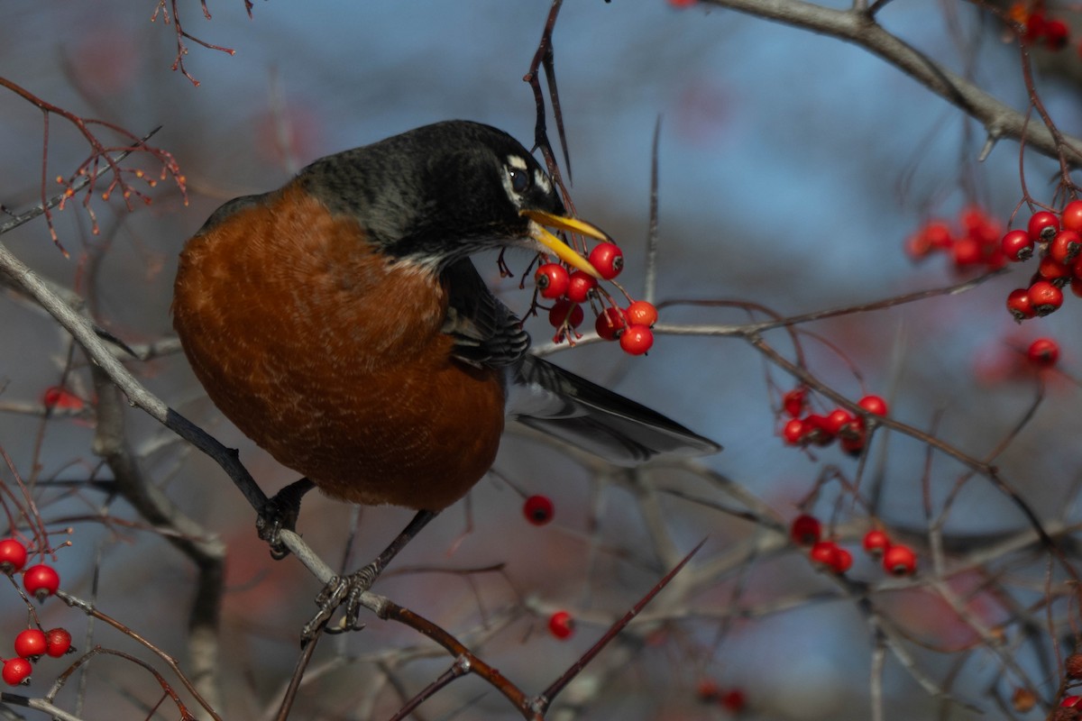 Zorzal Americano - ML646924436