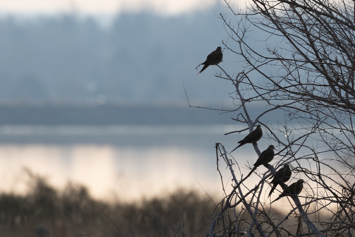 Mourning Dove - ML646924440