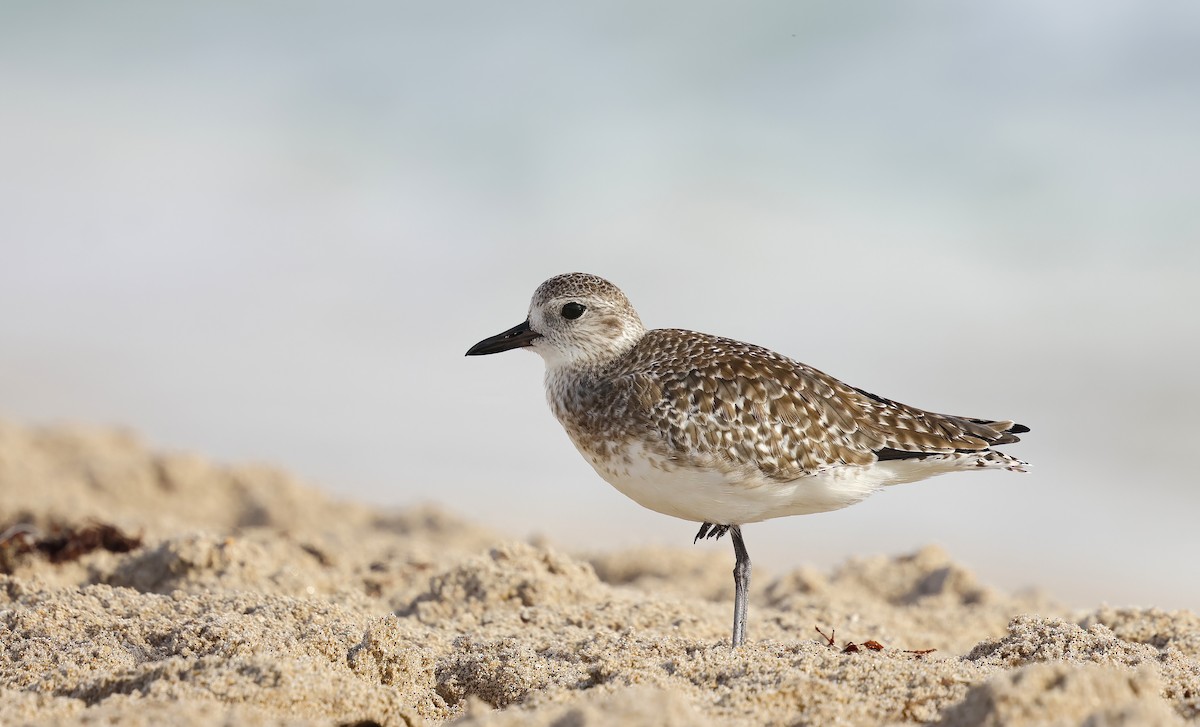 Сивка морська - ML646924441