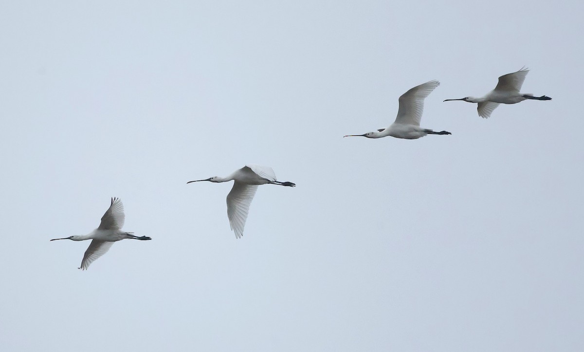 ヘラサギ - ML646924445