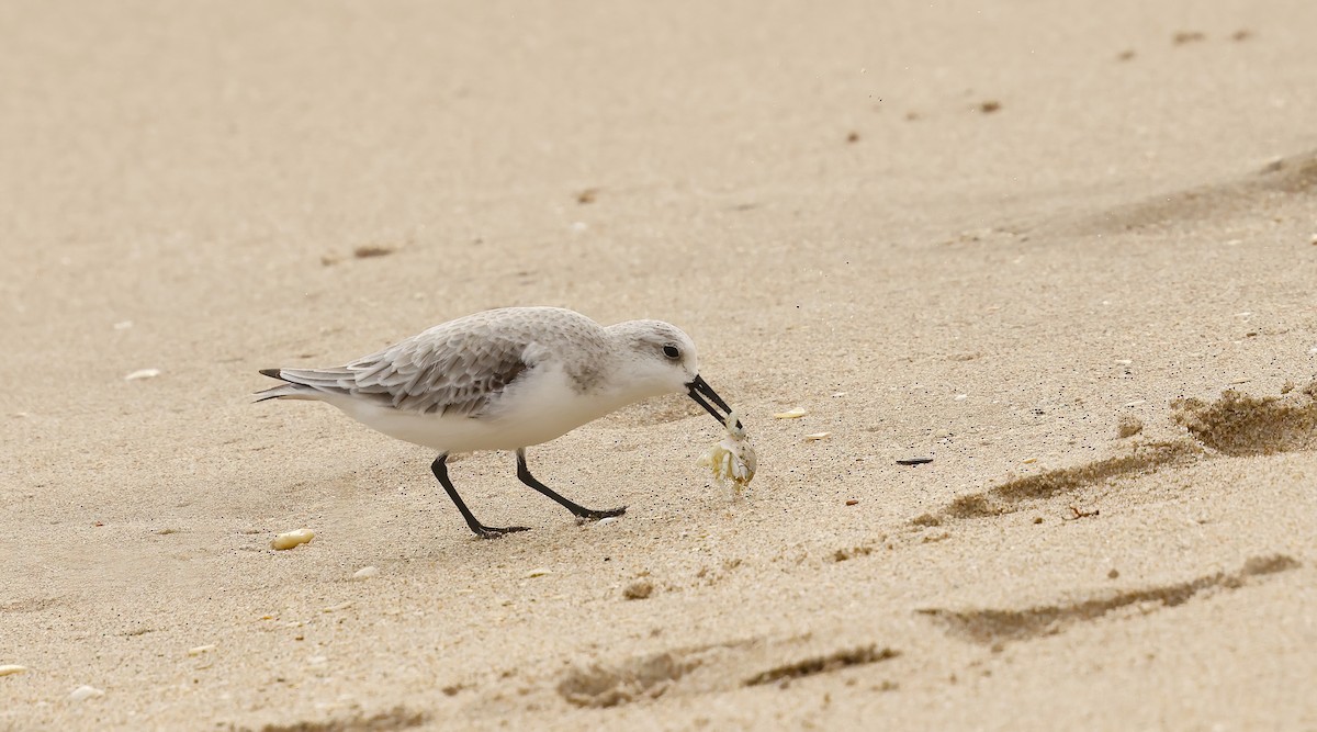 Побережник білий - ML646924446
