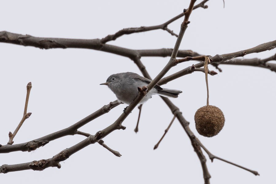 Blue-gray Gnatcatcher - ML646924453