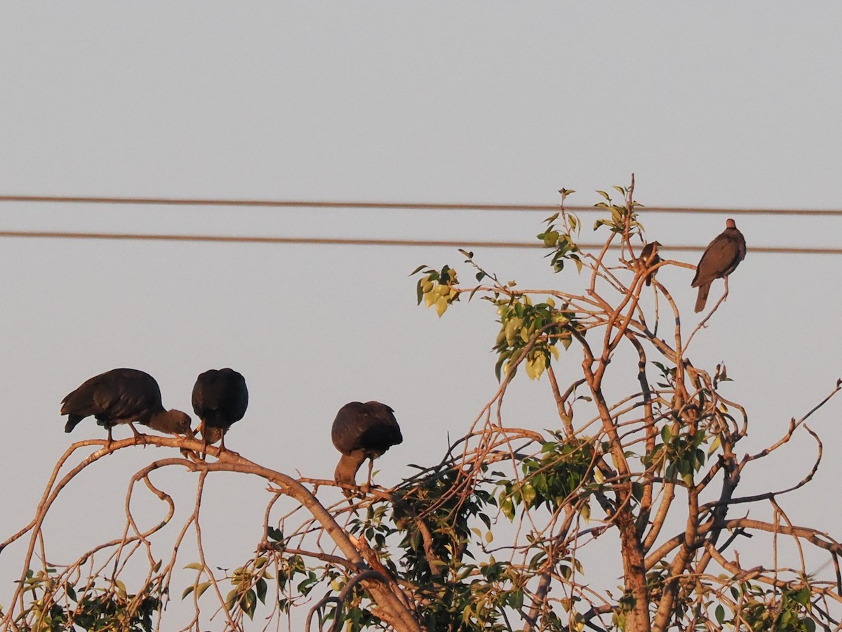 Hadada Ibis - ML646924455