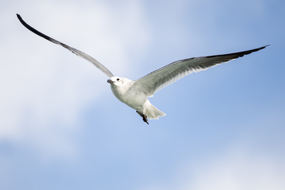 lattermåke - ML646924458