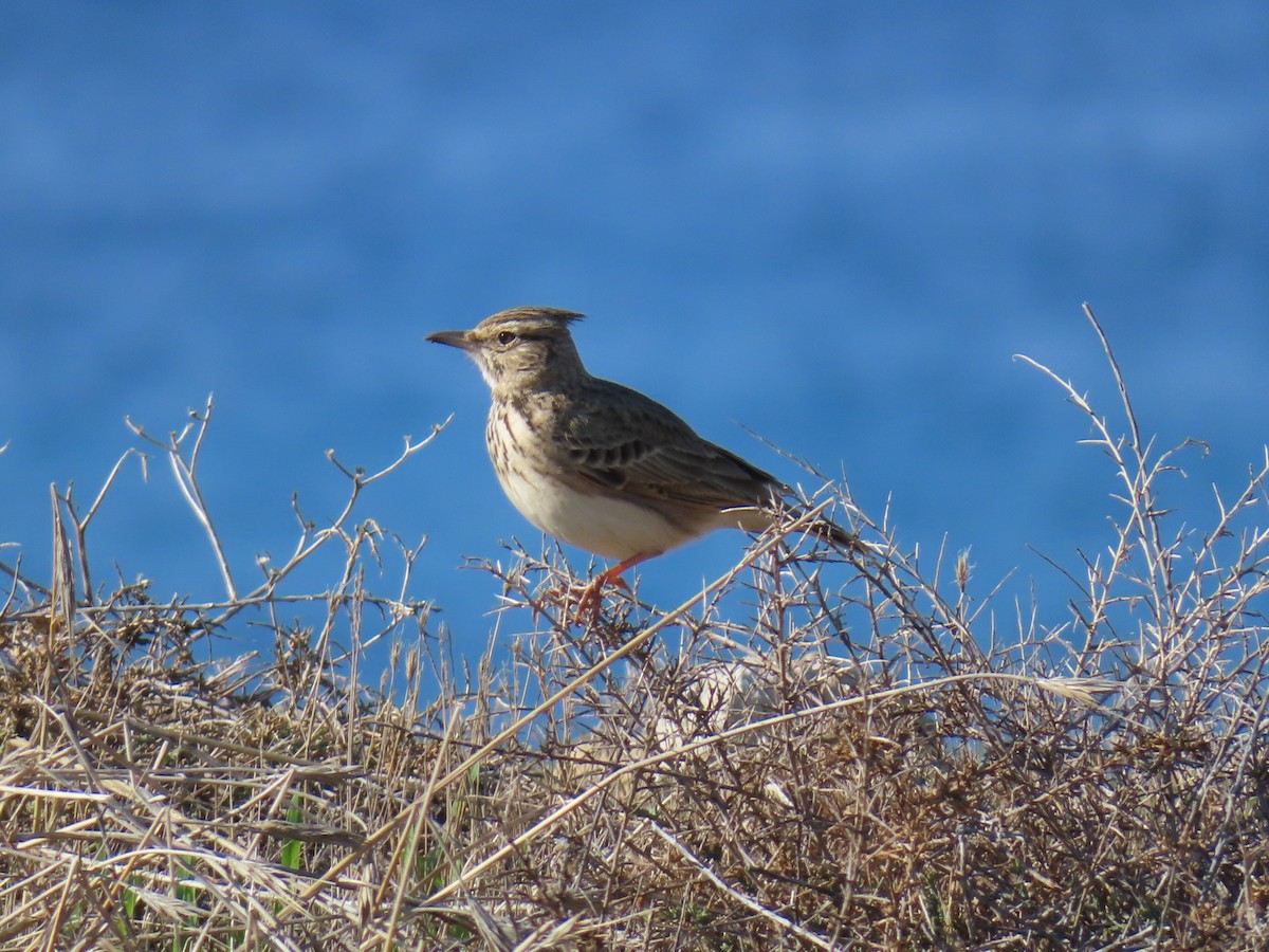 Crested Lark - ML646924461