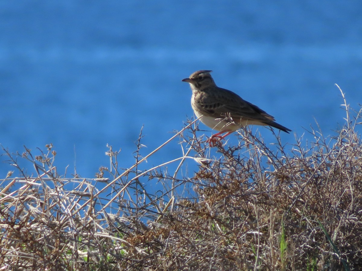 Crested Lark - ML646924462