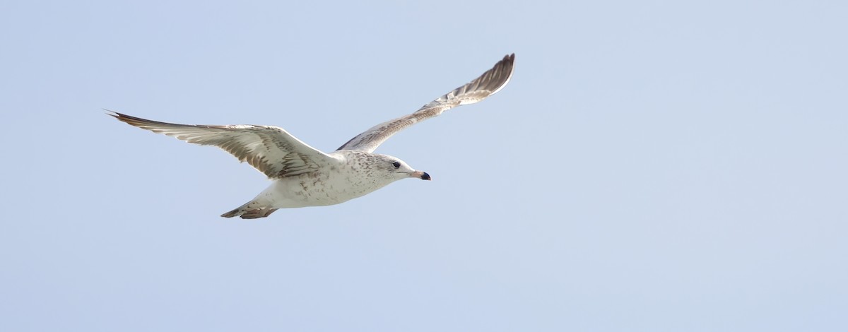 Мартин делаверський - ML646924463