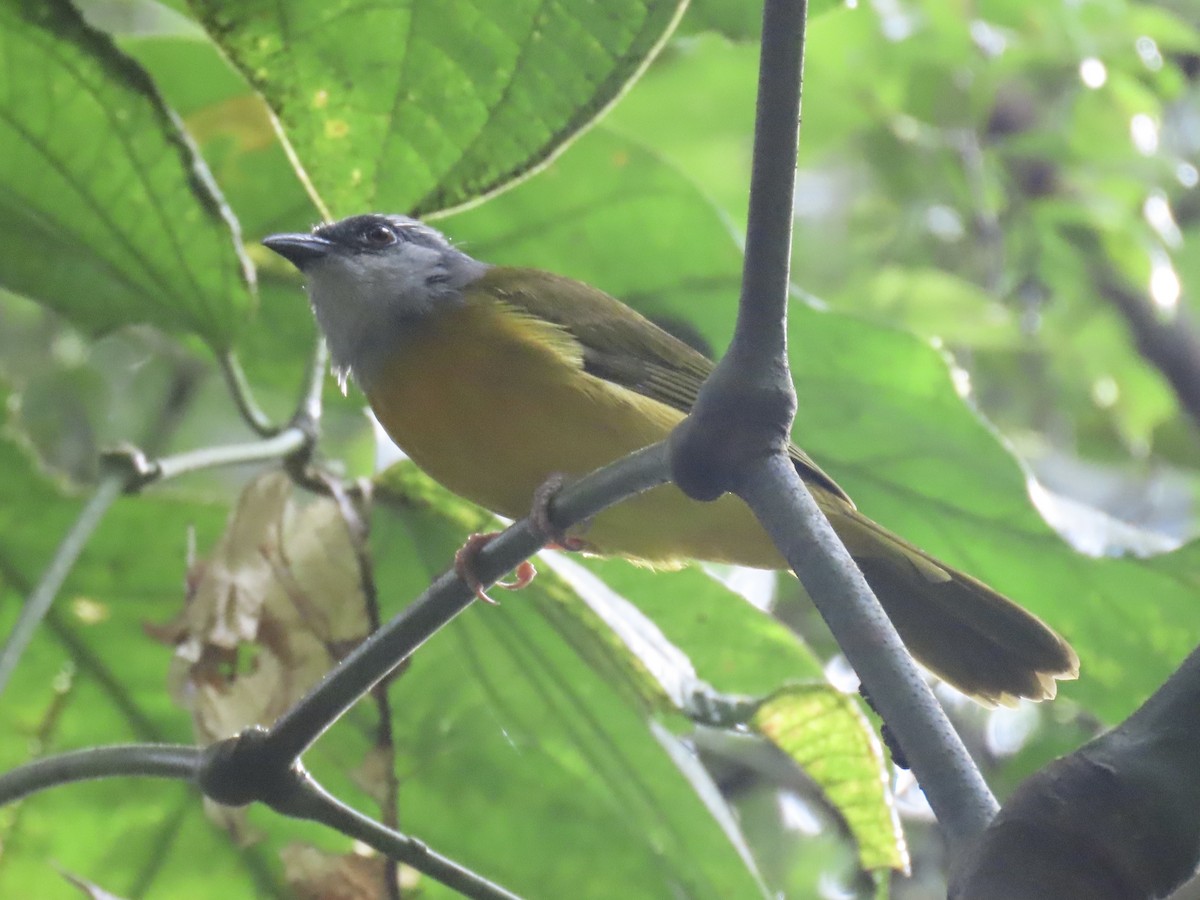 gråhodetanagar - ML646924480