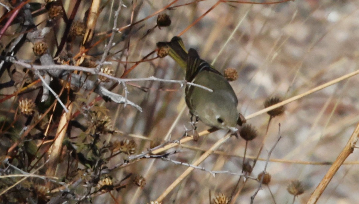 Ruby-crowned Kinglet - ML646924505