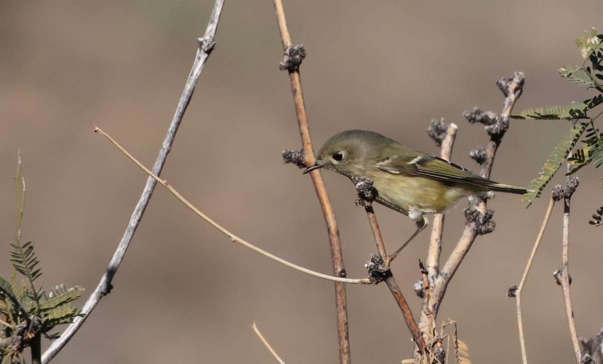 Ruby-crowned Kinglet - ML646924506