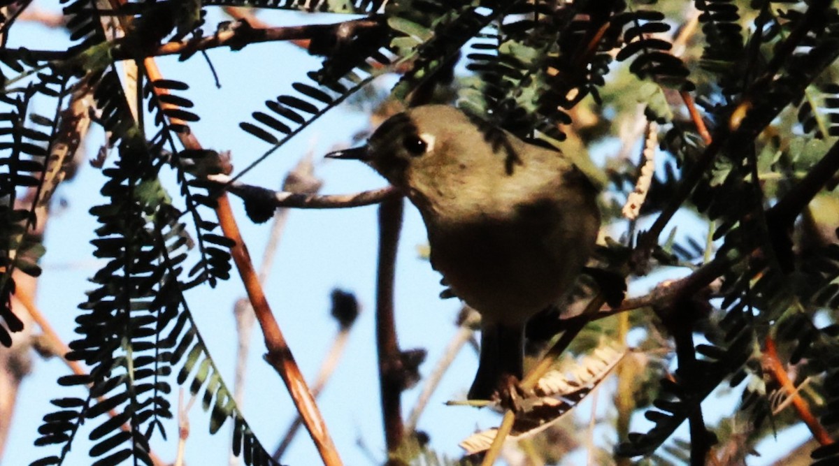 Ruby-crowned Kinglet - ML646924507