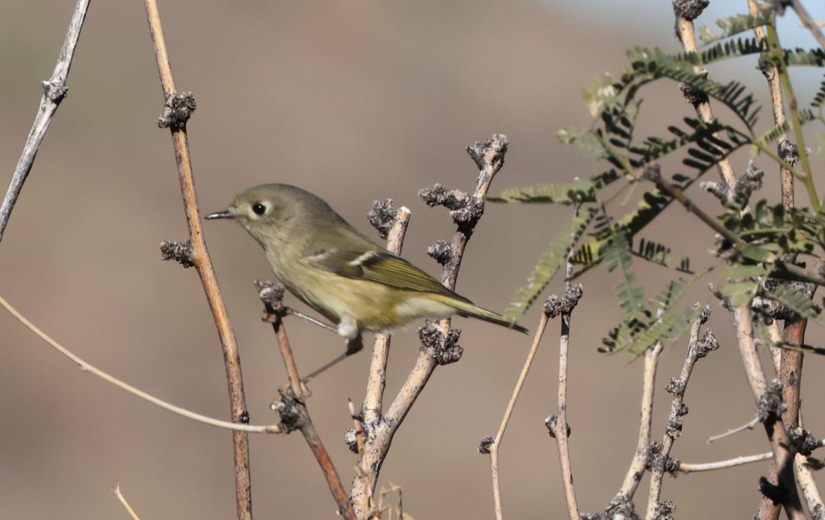 Ruby-crowned Kinglet - ML646924508