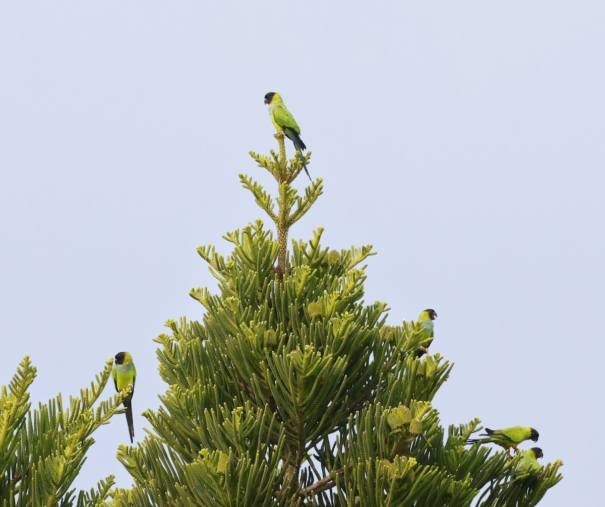 Нандая - ML646924515