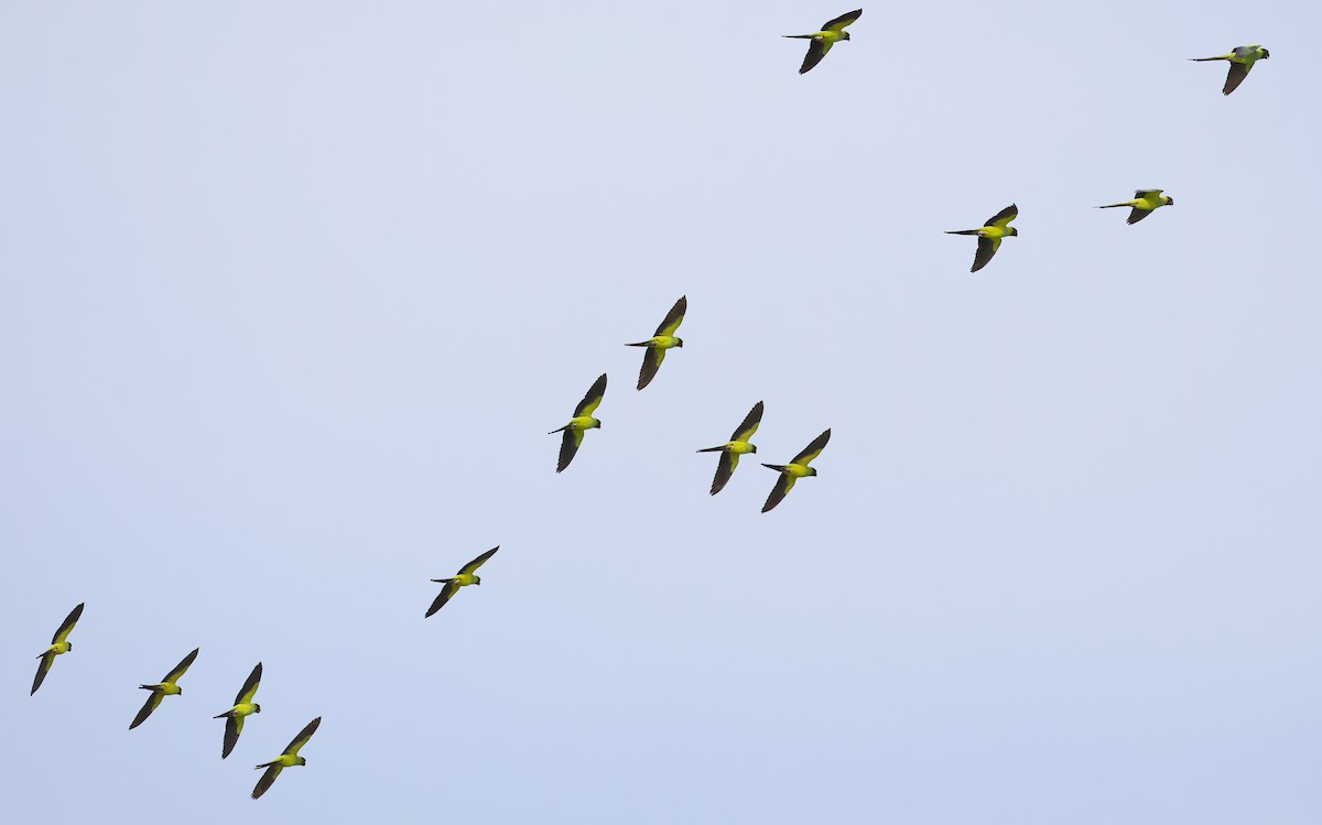 Нандая - ML646924516