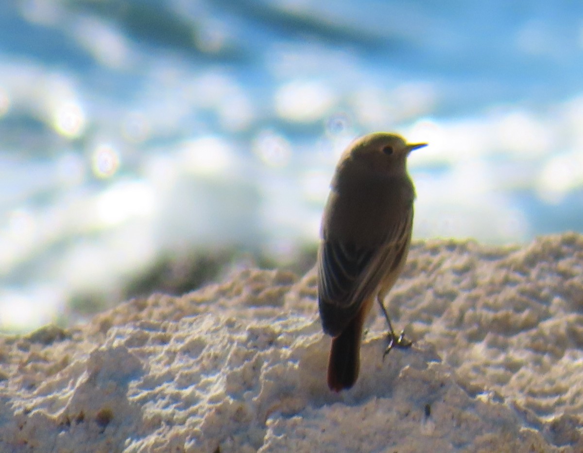 Black Redstart - ML646924517