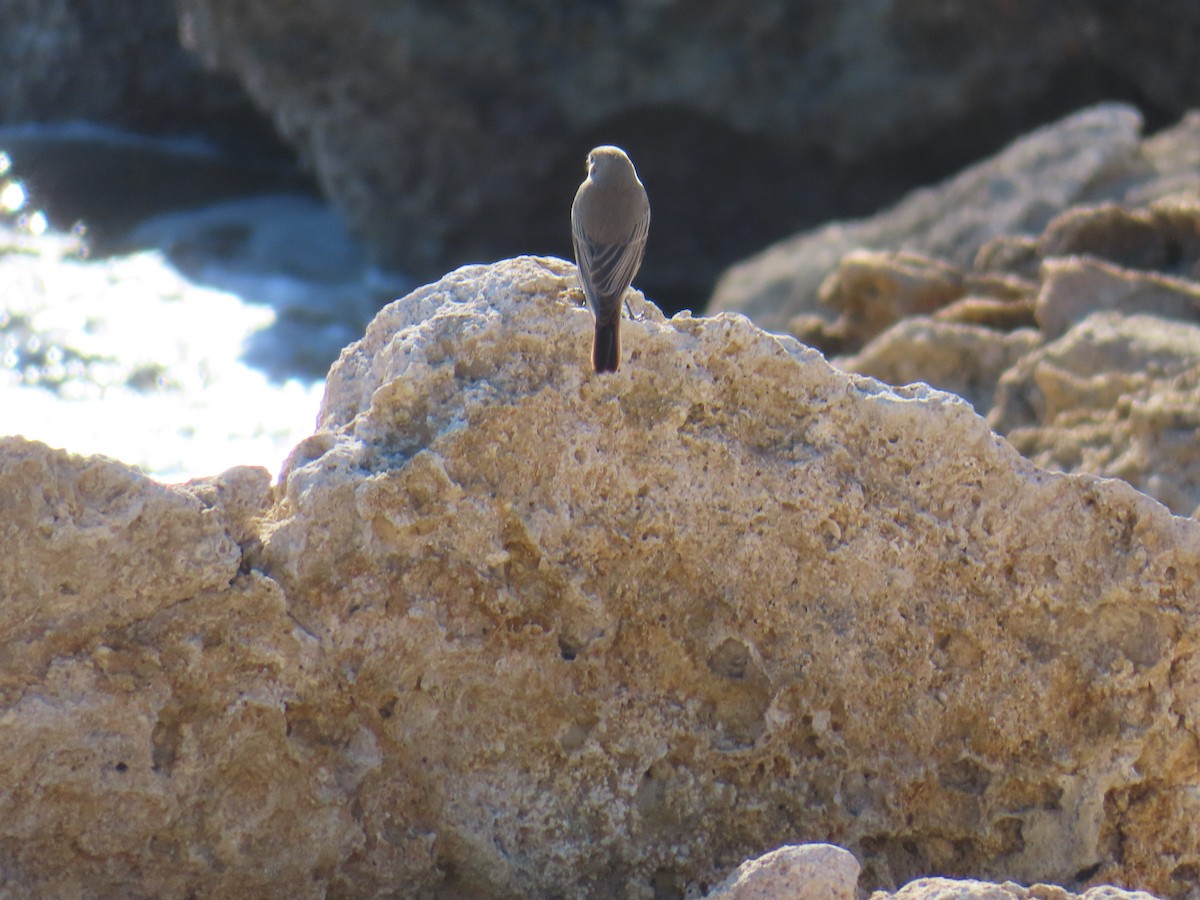 Black Redstart - ML646924519