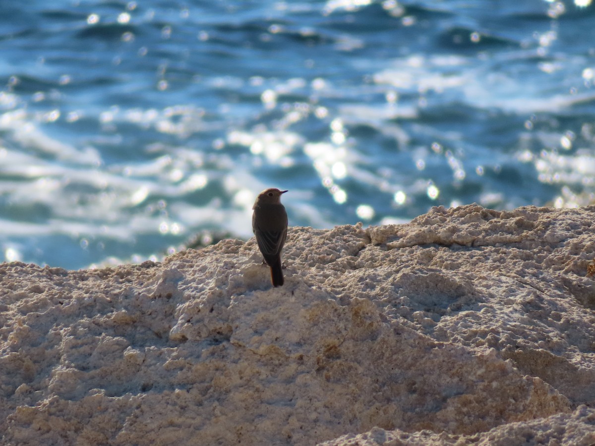 Black Redstart - ML646924520