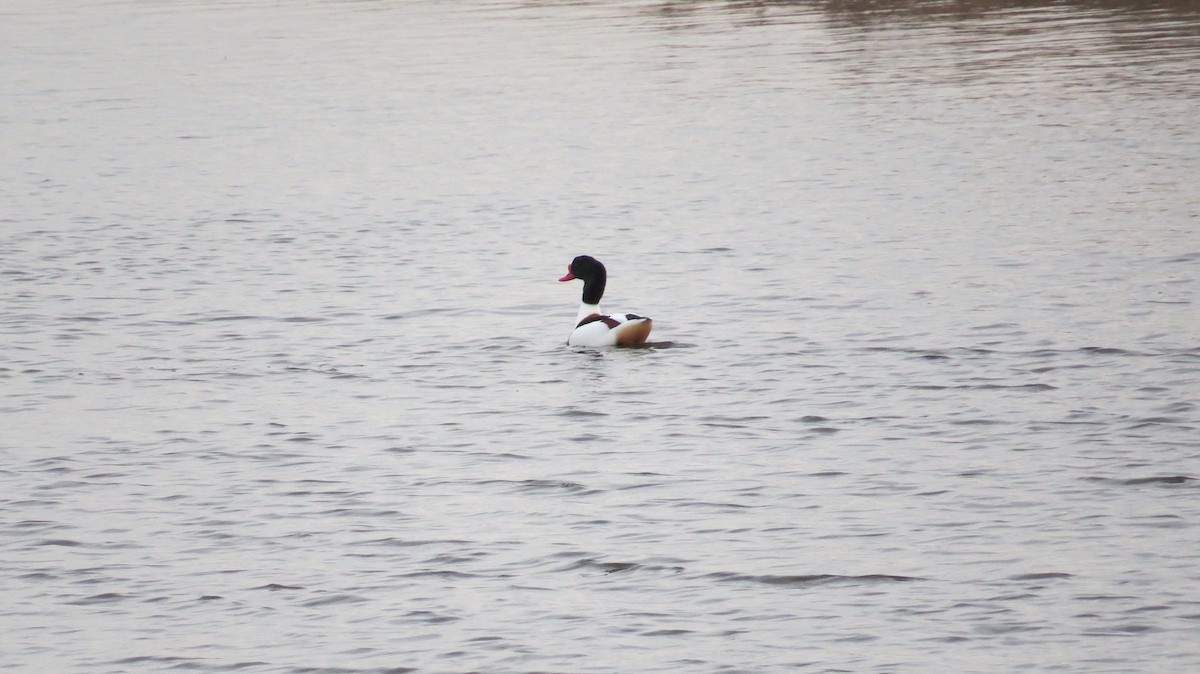 Tarro Blanco - ML646924521