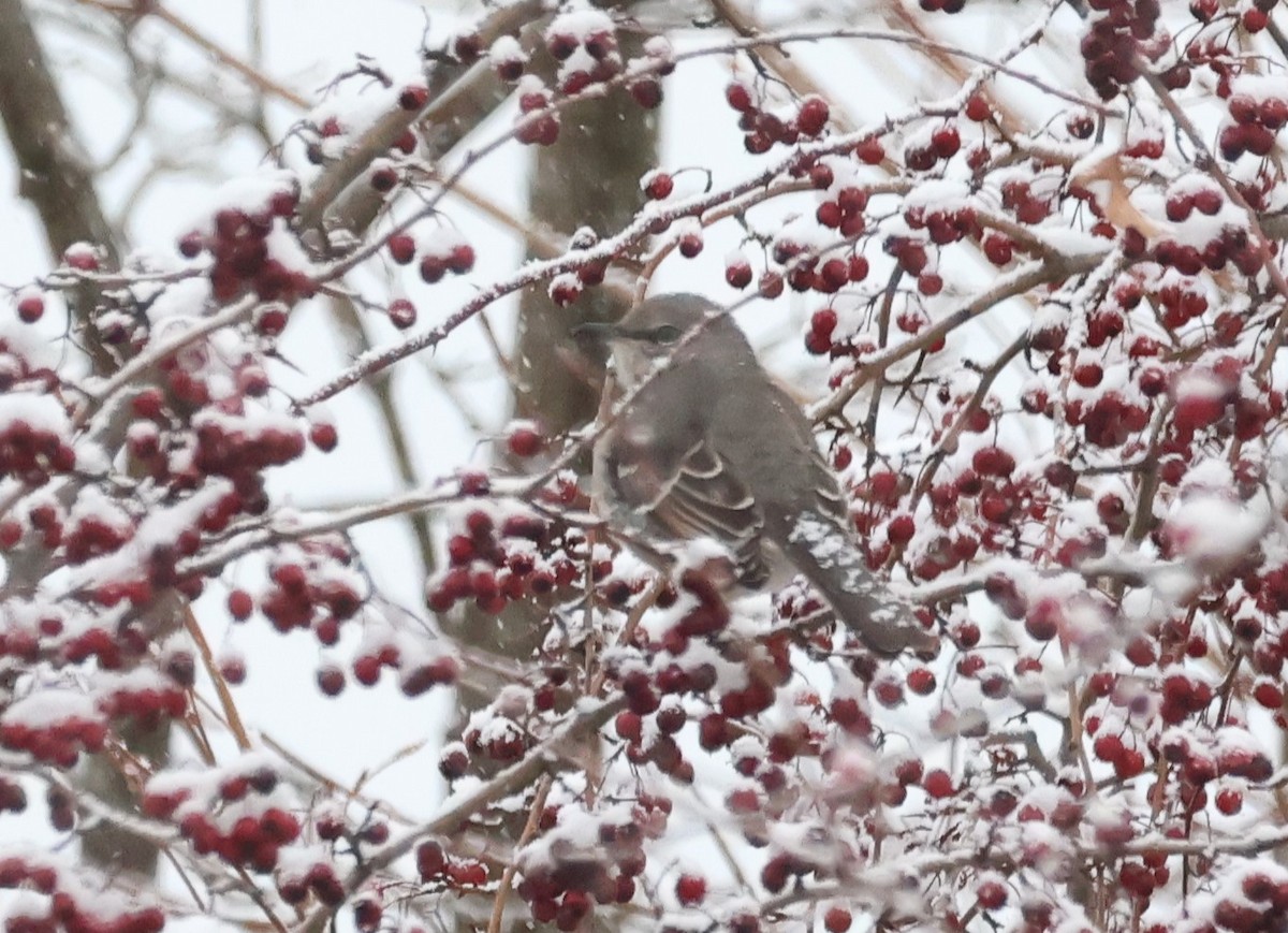 Northern Mockingbird - ML646924524