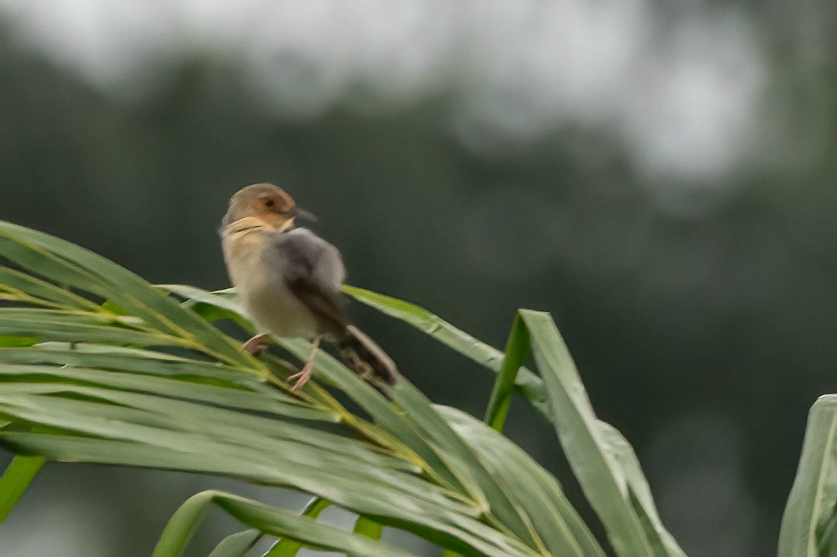 Red-faced Cisticola - ML646924527