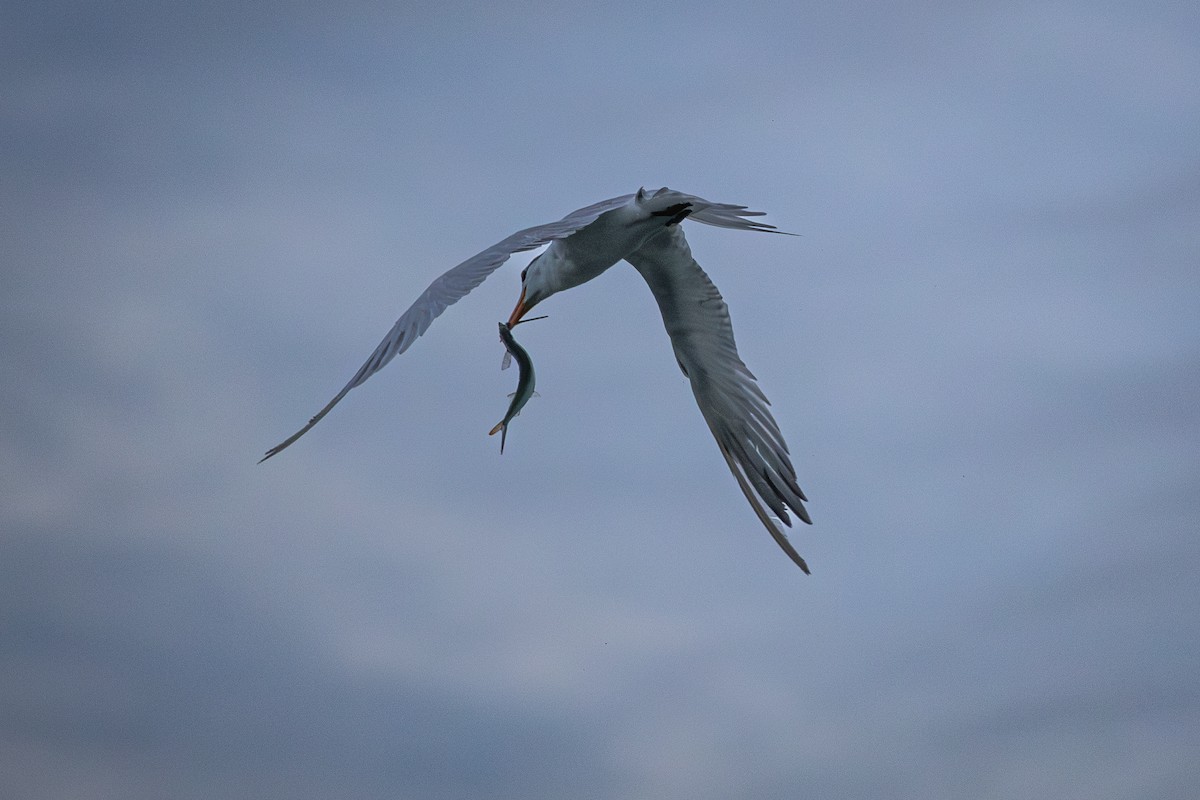 kongeterne - ML646924530