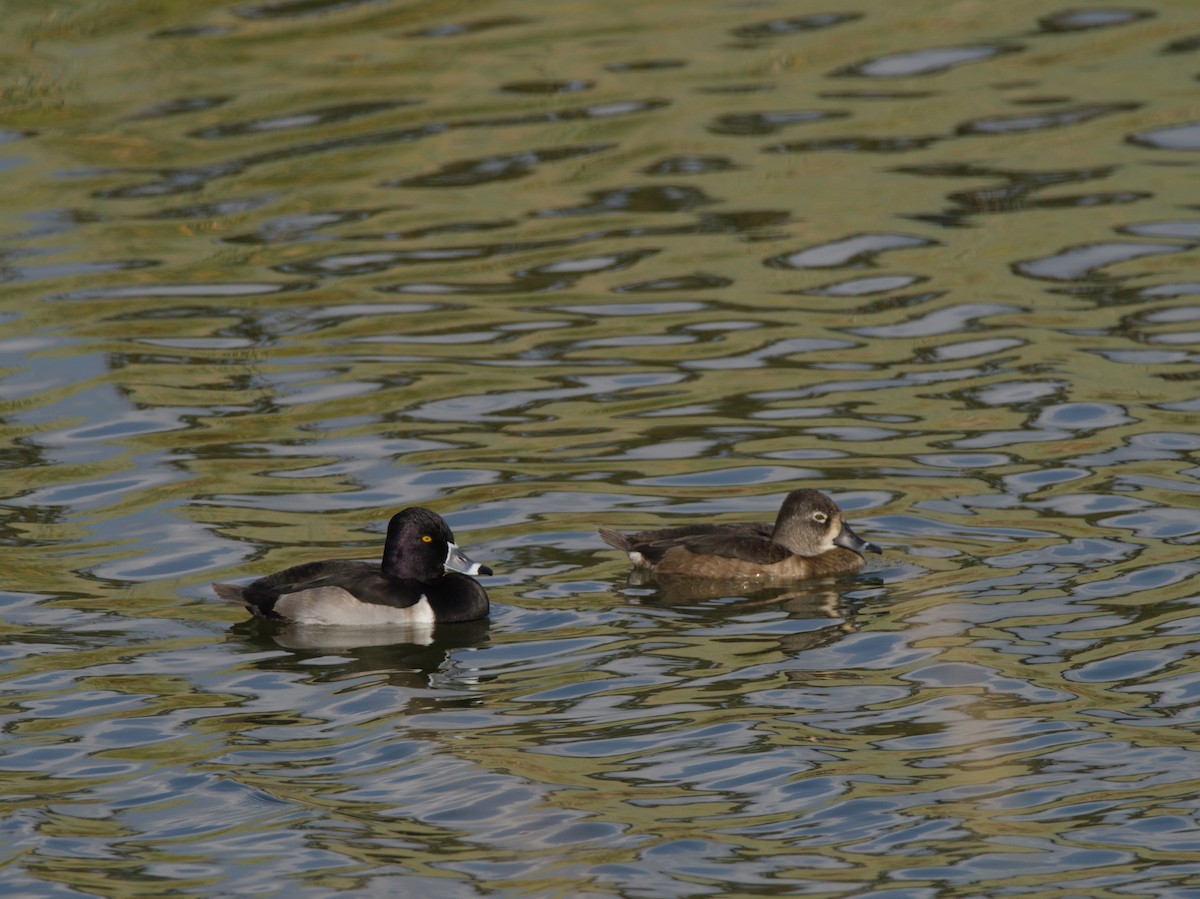 צולל צווארון - ML646924531
