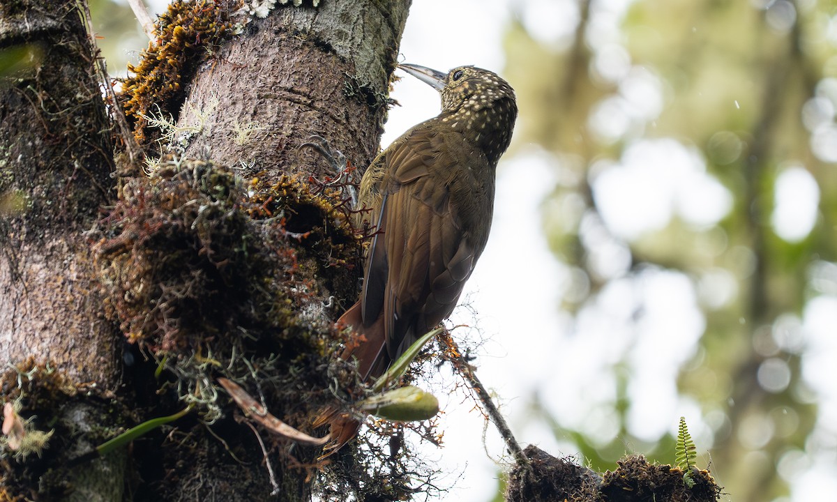 Olive-backed Woodcreeper - ML646924532