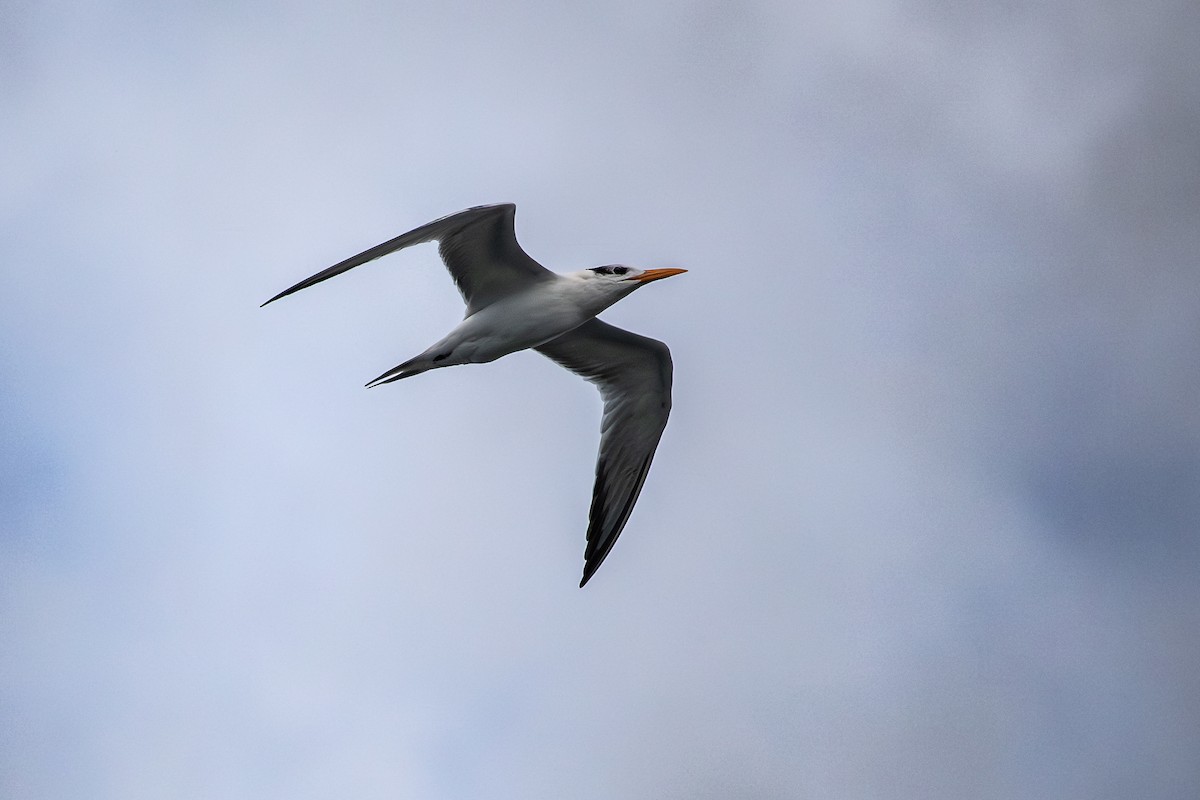 kongeterne - ML646924534