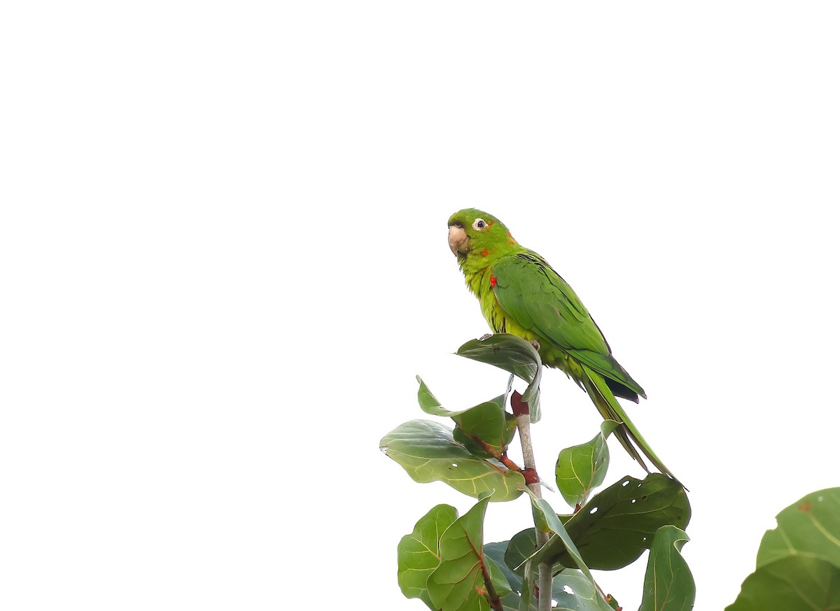 Аратинга венесуельський - ML646924536