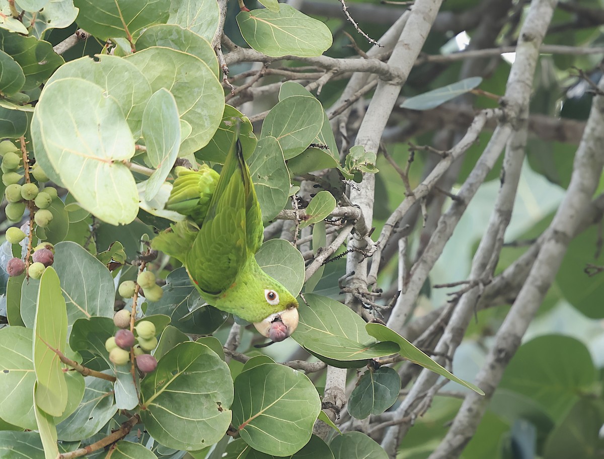 Аратинга венесуельський - ML646924537