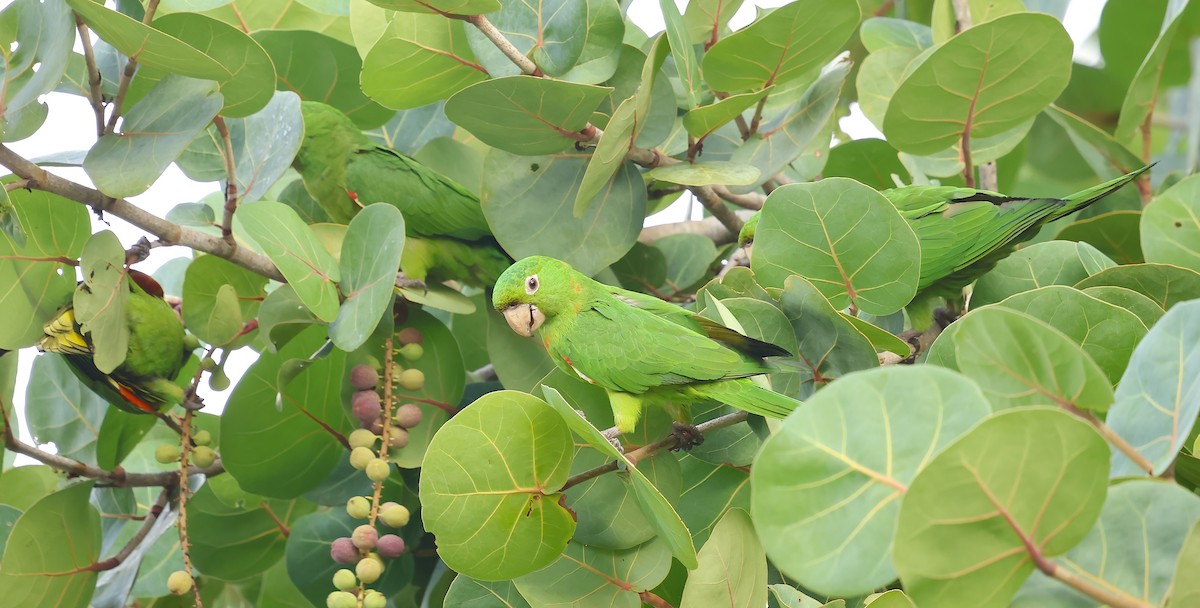 Аратинга венесуельський - ML646924538