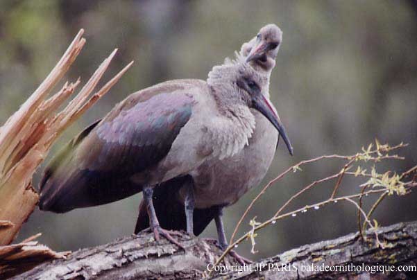 Hadada Ibis - ML646924541