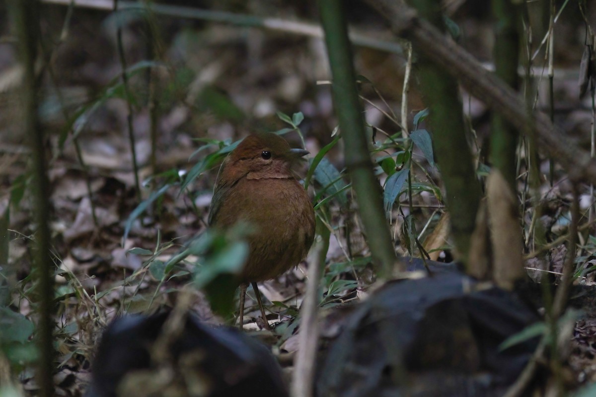 Rusty-naped Pitta - ML646924546