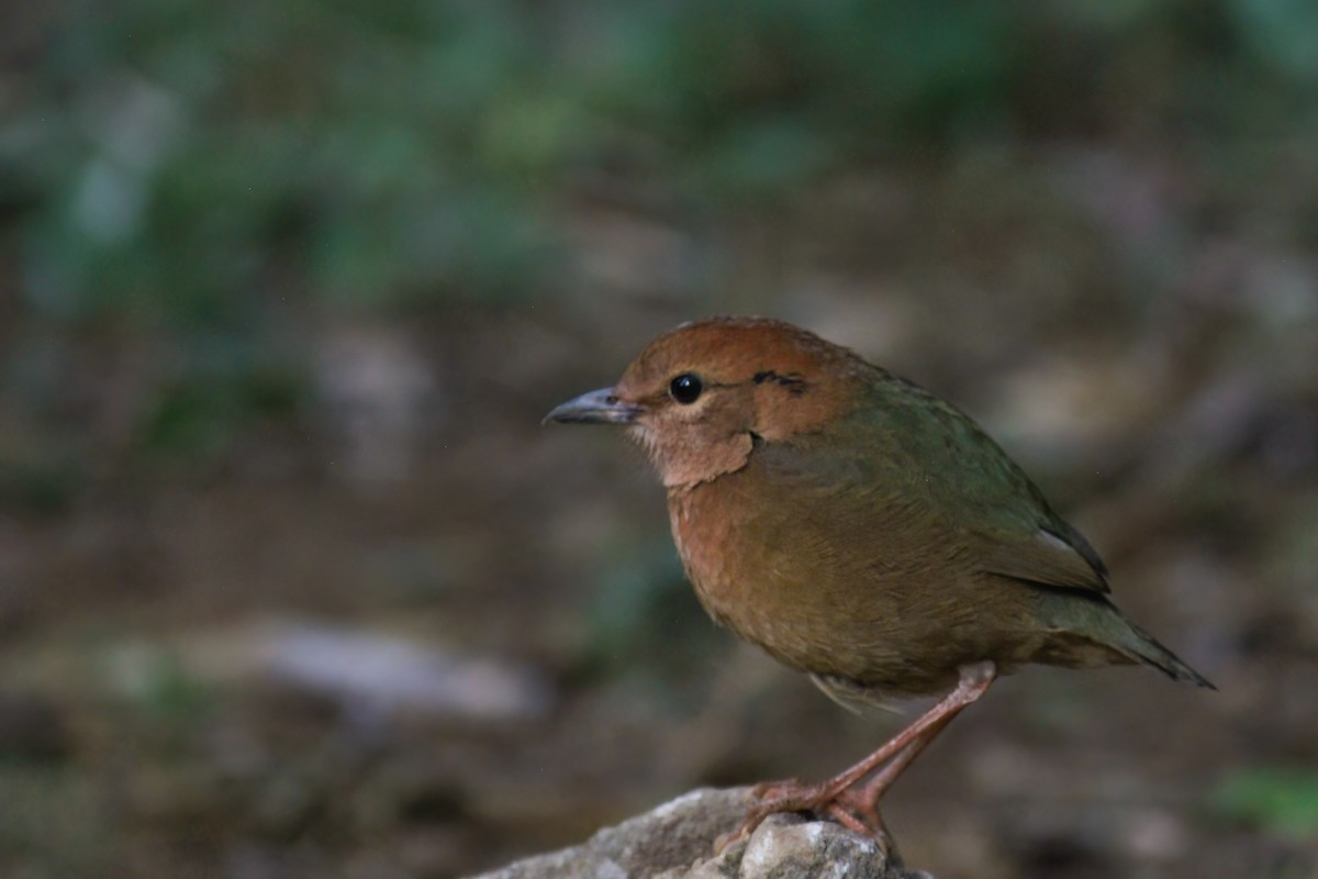 Rusty-naped Pitta - ML646924547