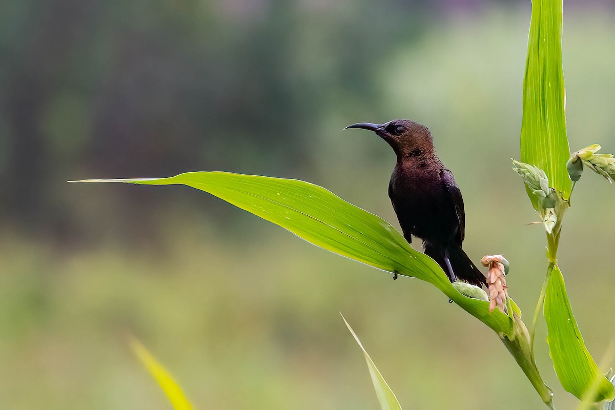strdimil achátový - ML646924551
