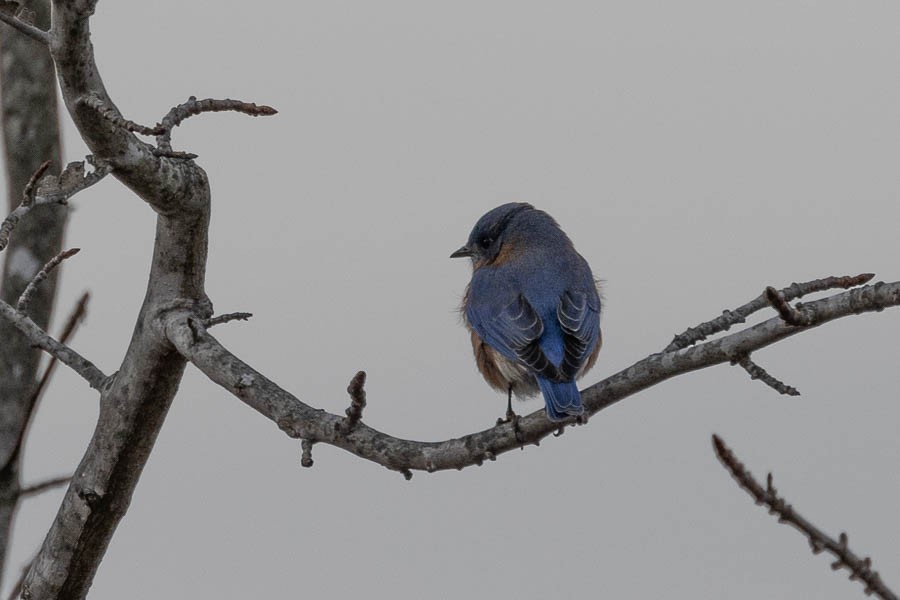 Eastern Bluebird - ML646924557