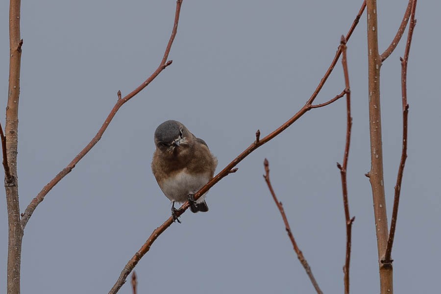 Eastern Bluebird - ML646924558
